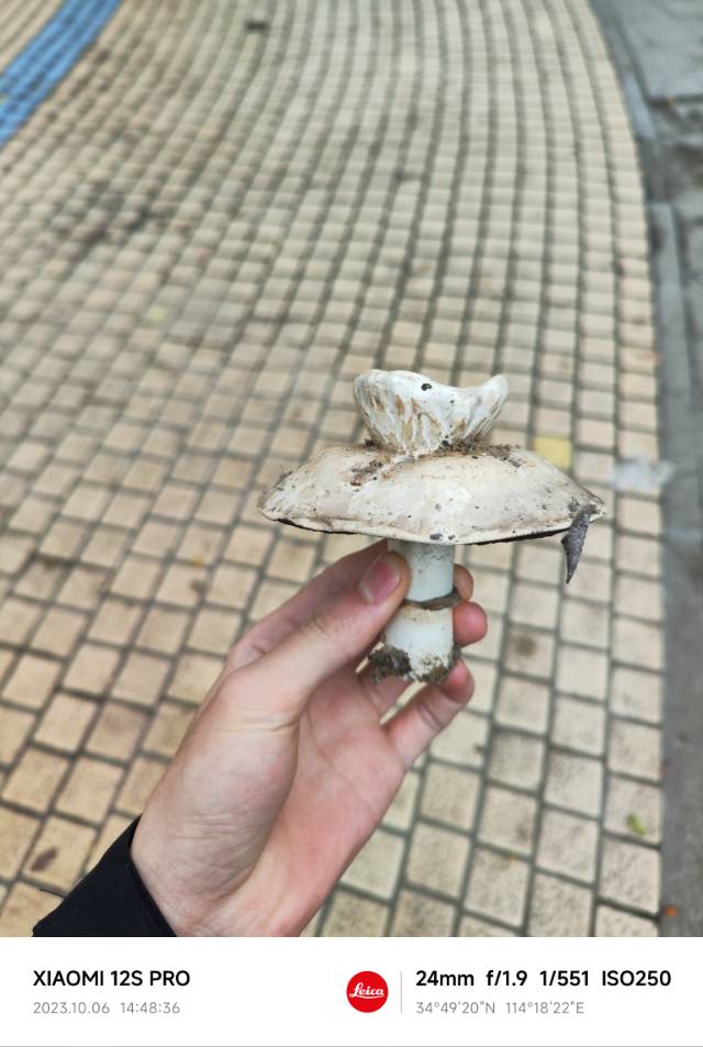 标本图片
