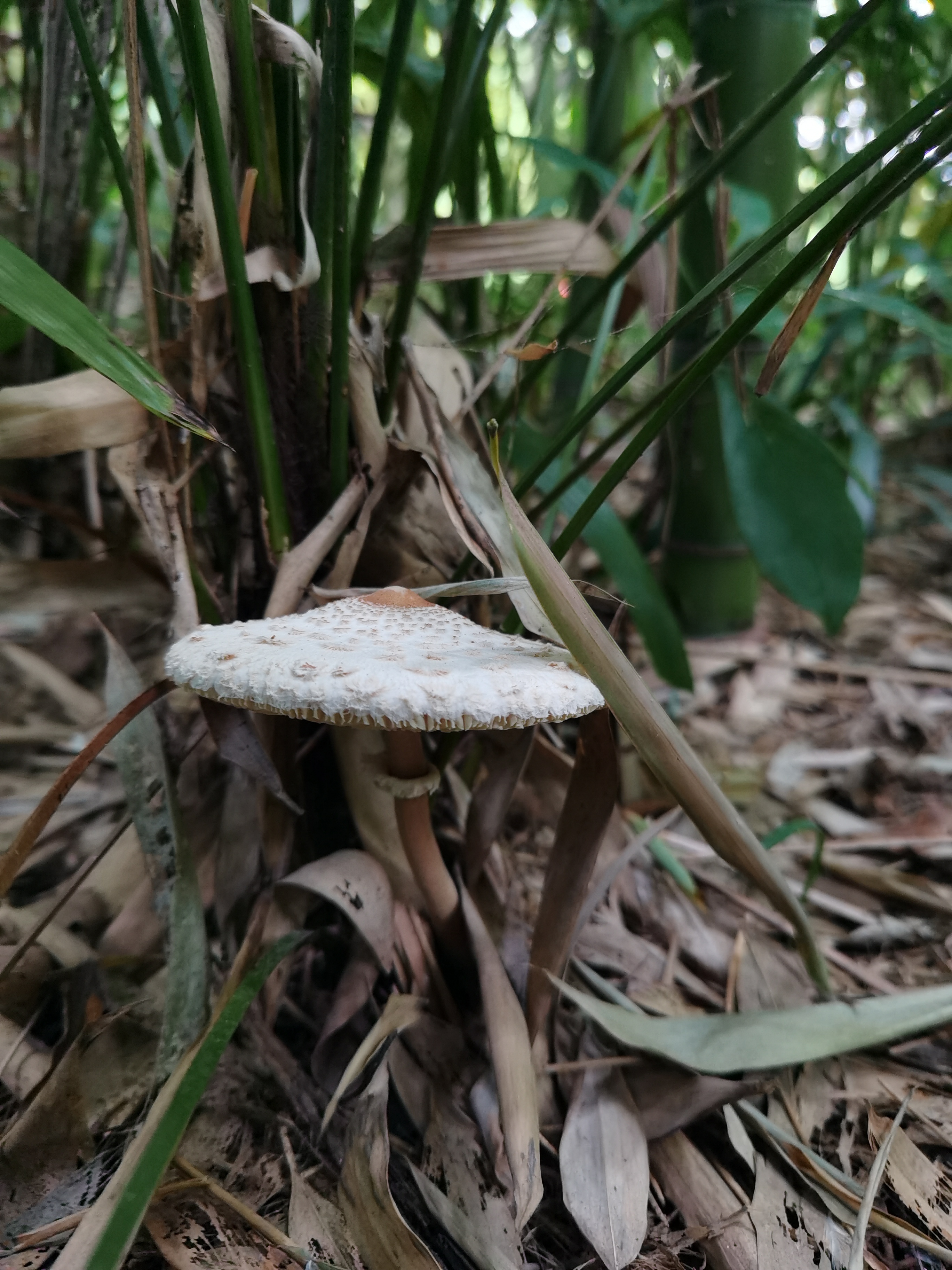 脱皮大环柄菇