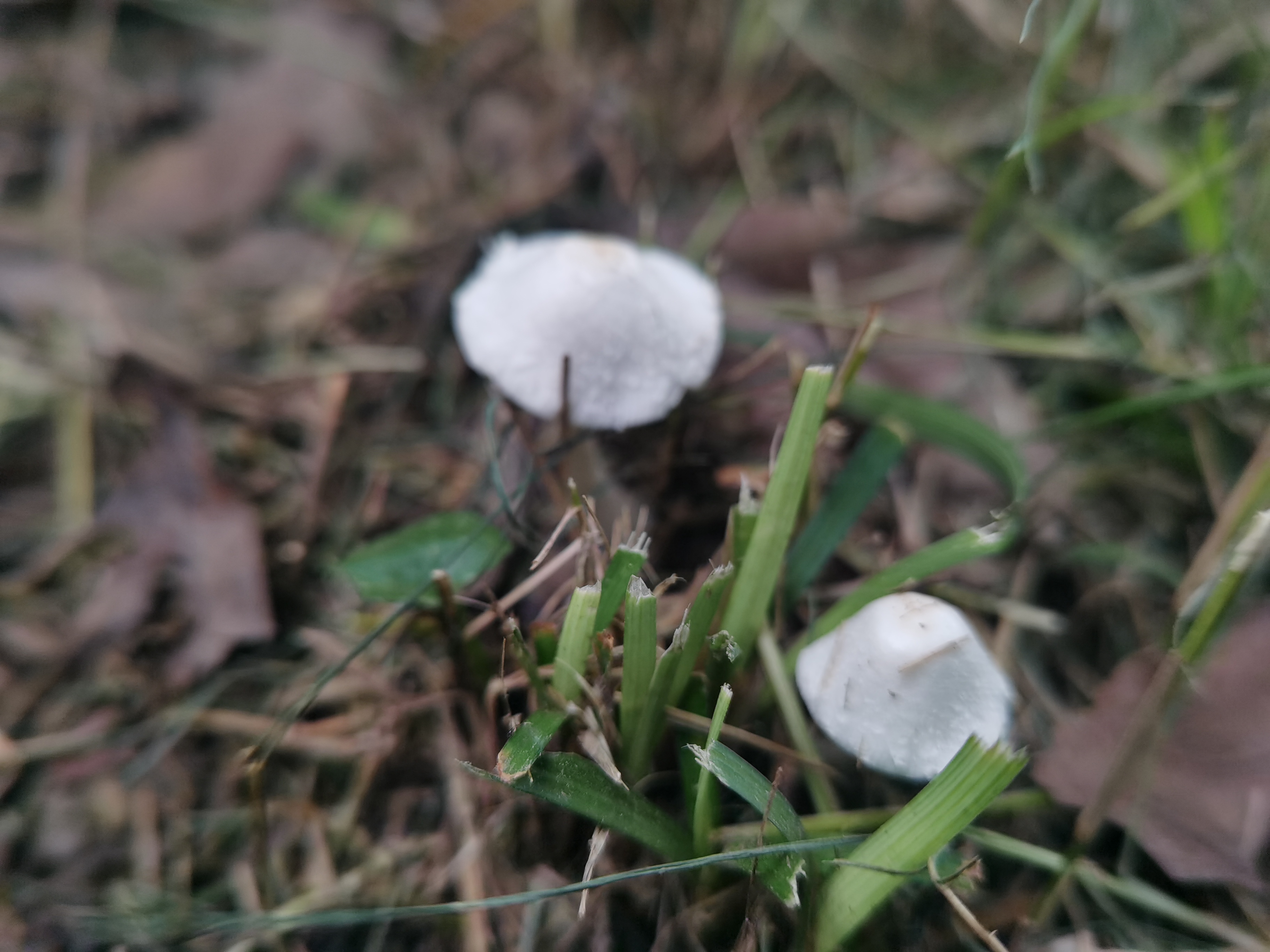 白鳞白环蘑