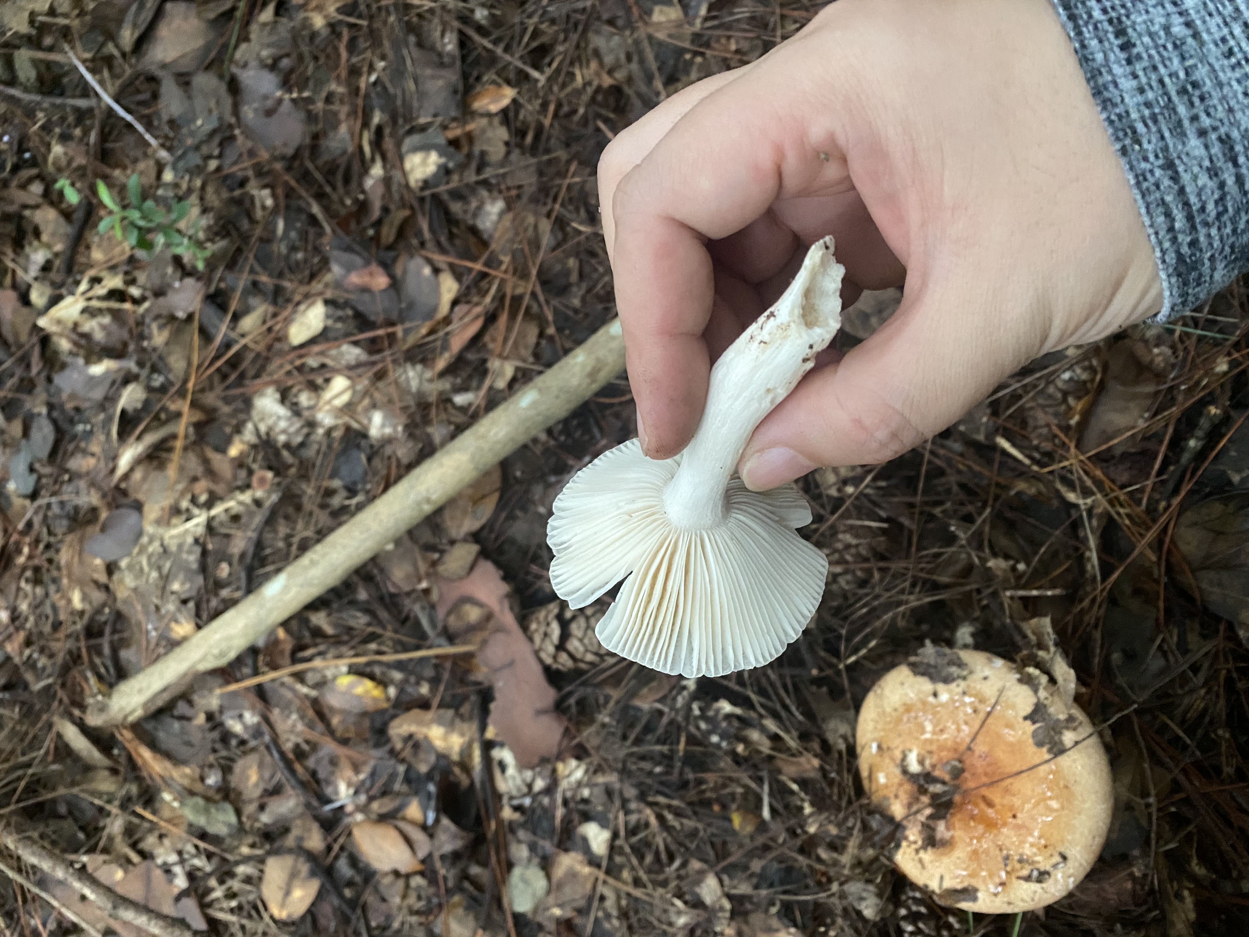 红菇属