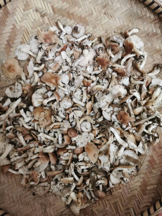 叶状香蘑