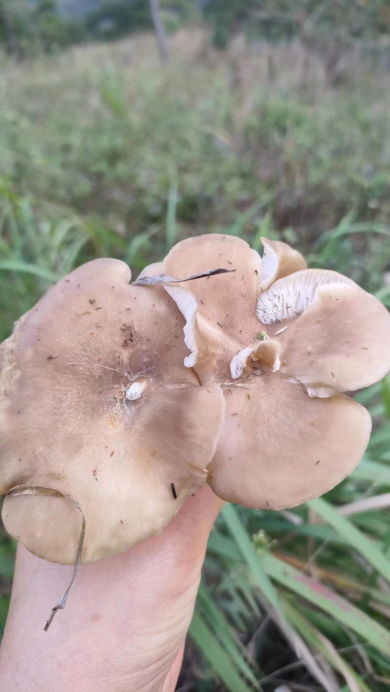 黑蘑菇