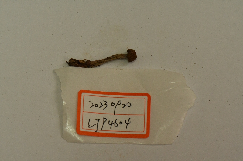 丝膜菌