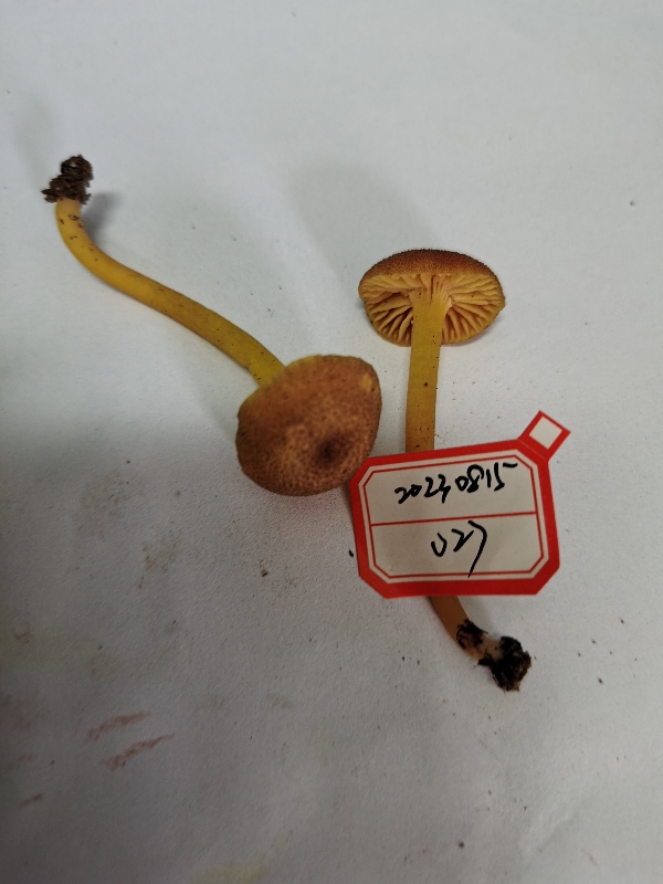 标本图片