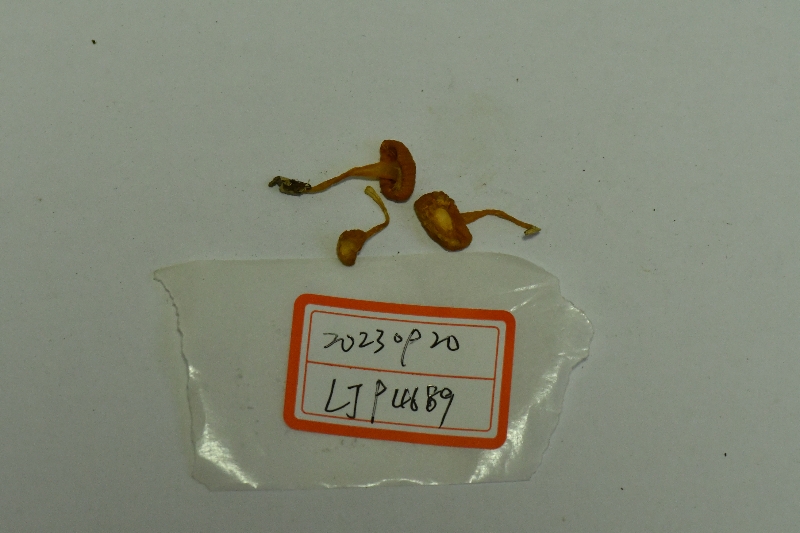 雷迪湿伞