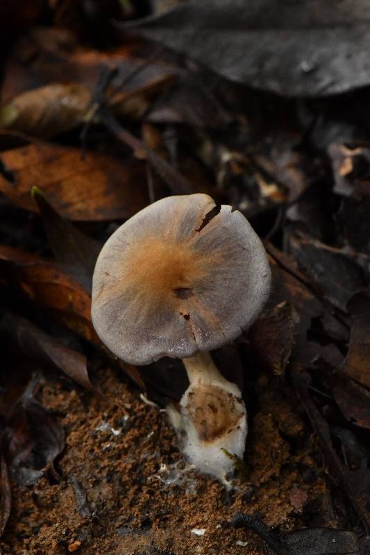 标本图片