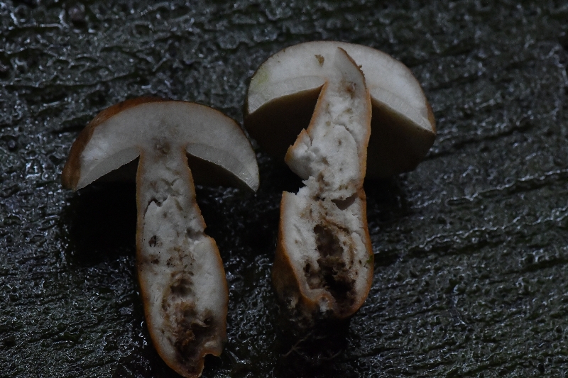 标本图片