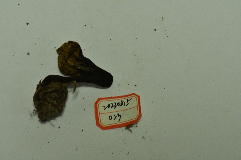 褐红新牛肝菌