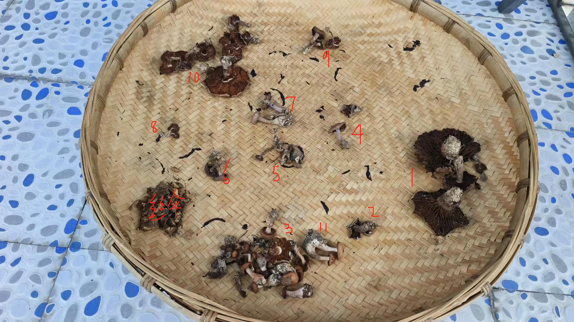 丝膜菌属