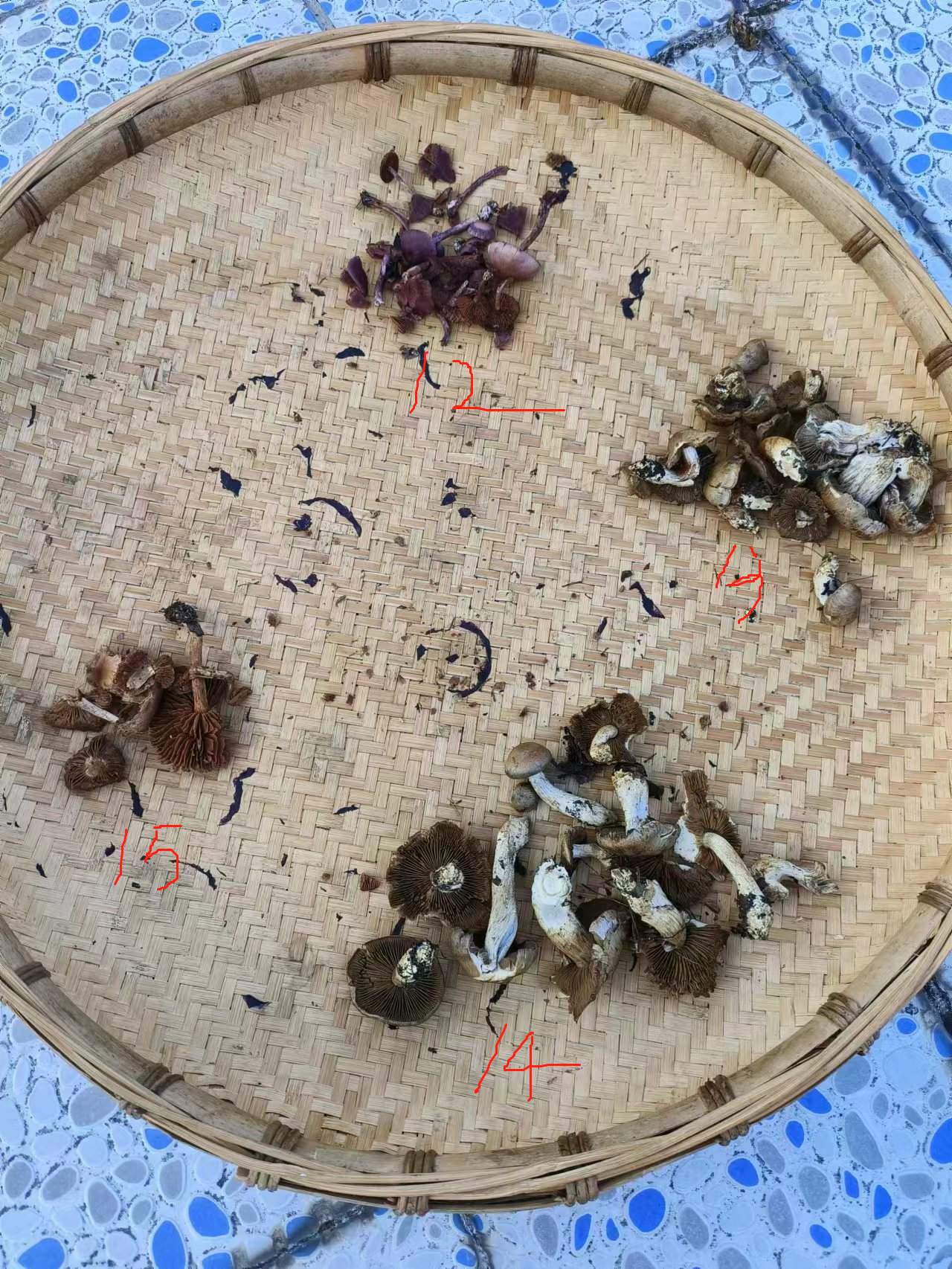 丝膜菌属