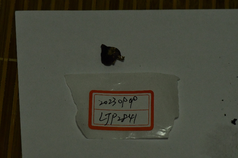 红菇属