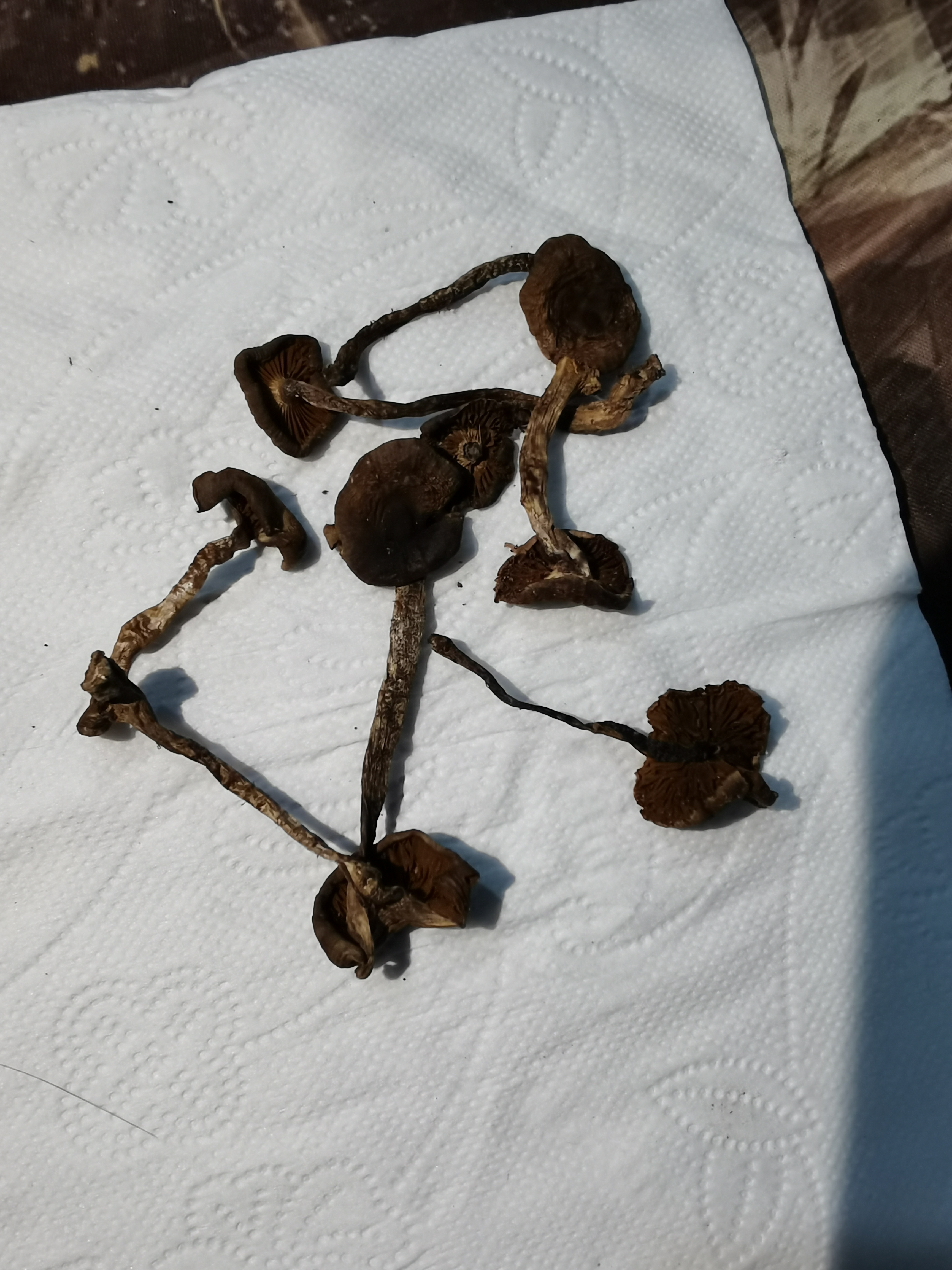 热带丝膜菌
