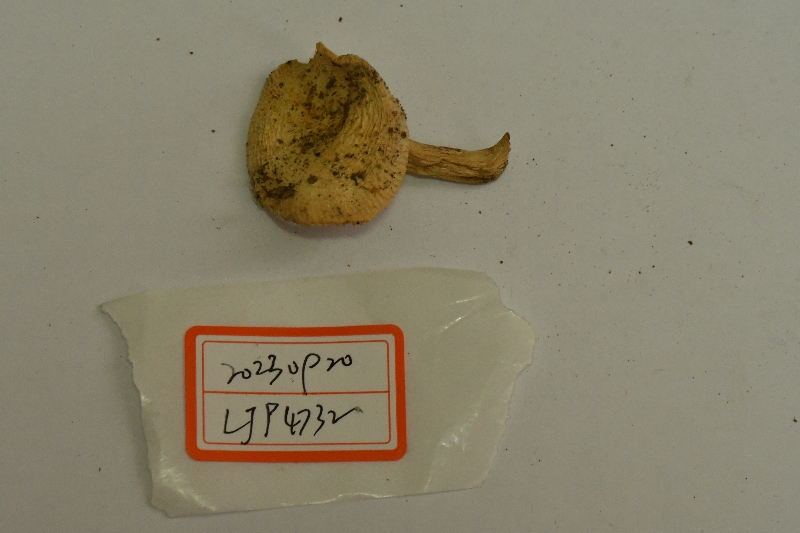 嫩白红菇