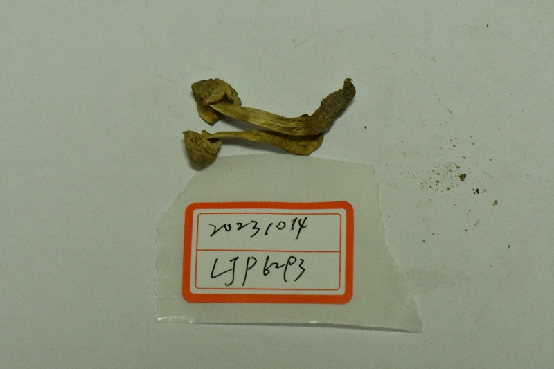 萝卜味牛肝菌