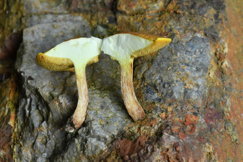 标本图片