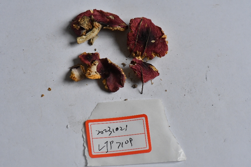 红菇属