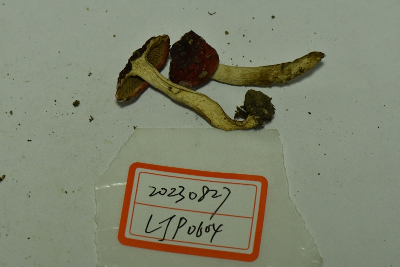 红菇属