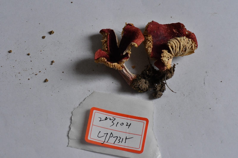 近血红红菇