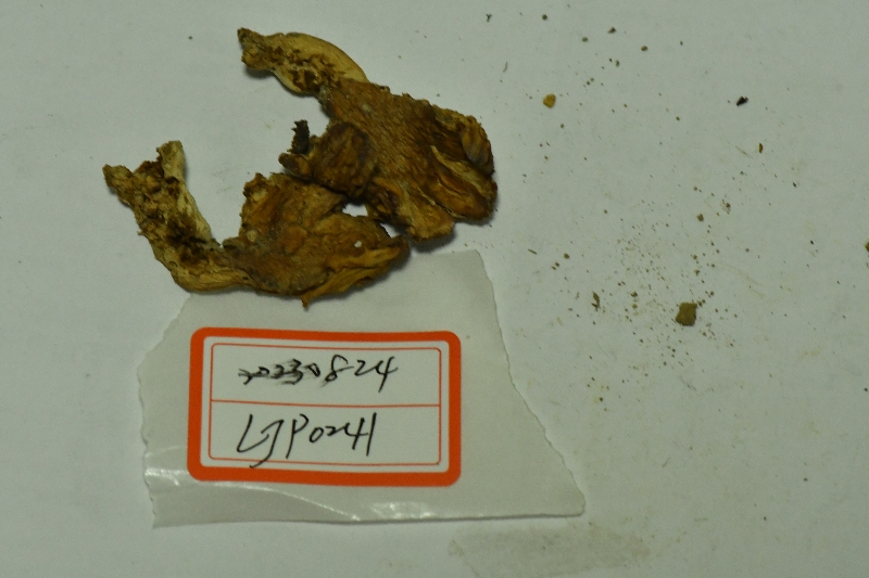 近桂黄红菇
