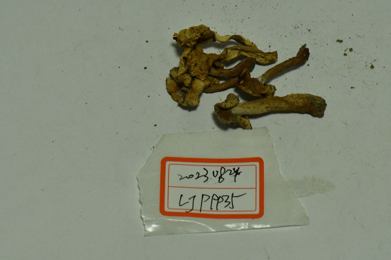 红菇属