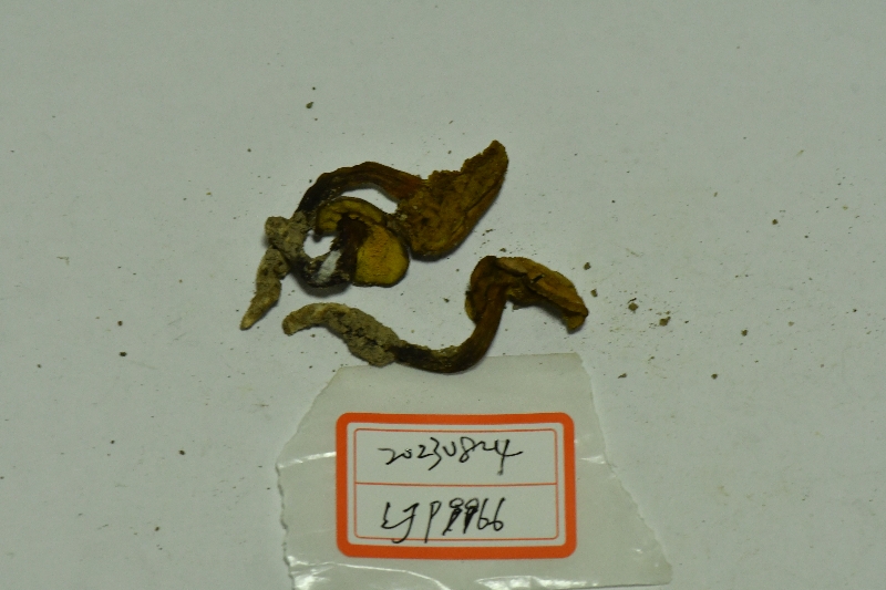 复孔金牛肝菌