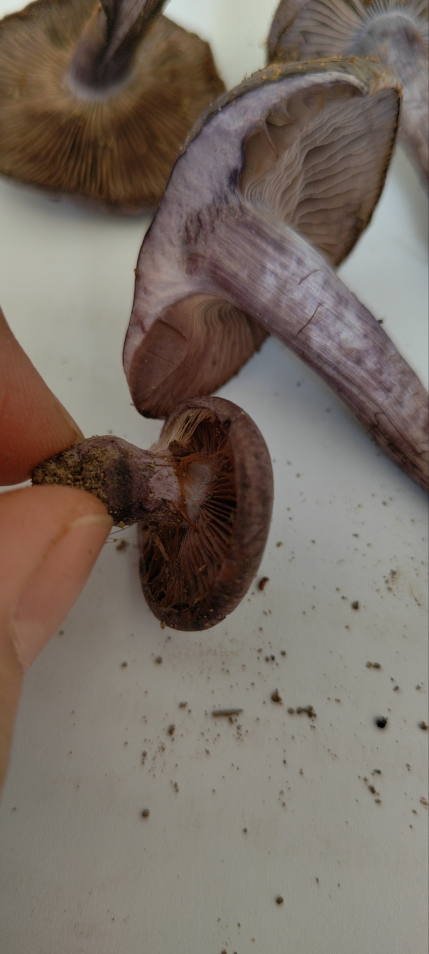 萨氏丝膜菌属