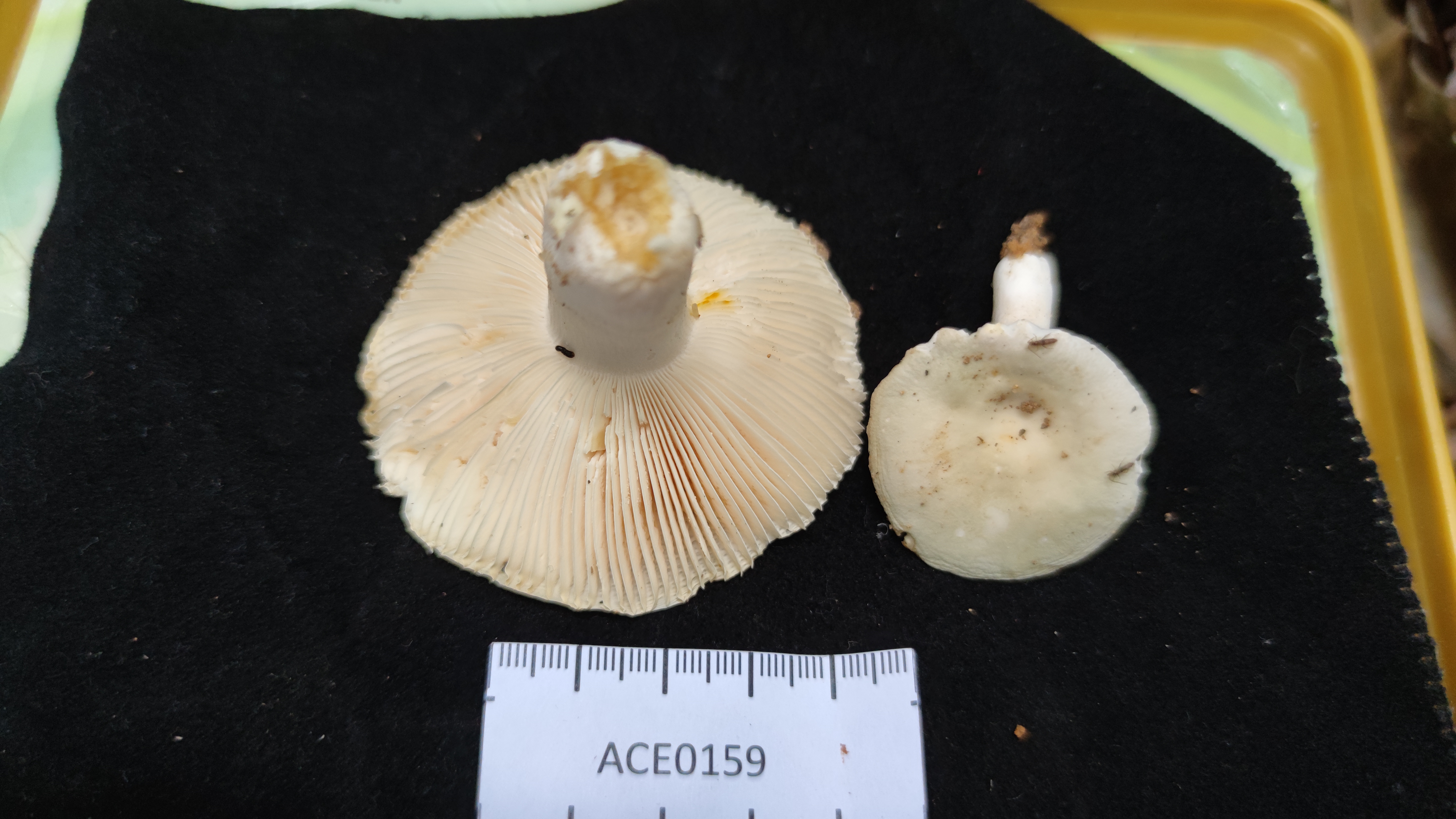 金绿红菇