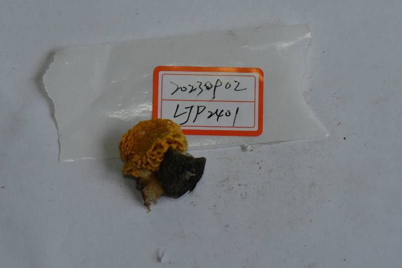 金黄竹荪