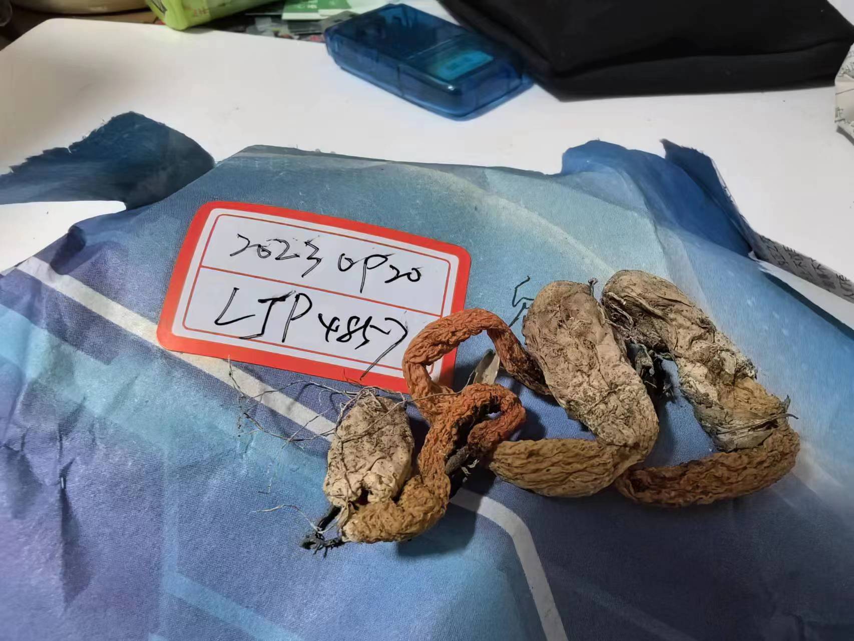 细皱鬼笔