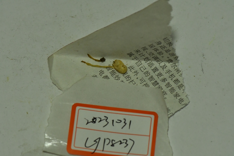 粉褶菌