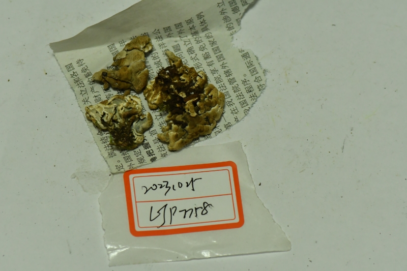 波状拟褶尾菌