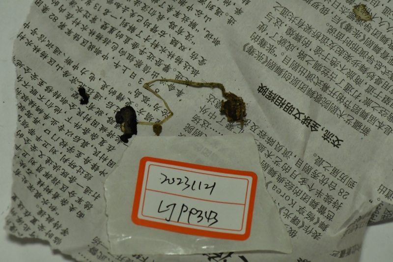 拟鬼伞属