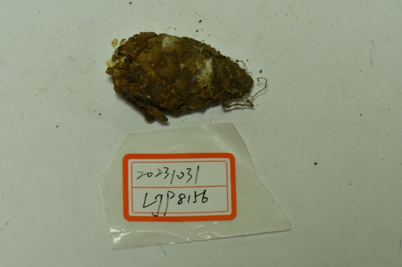 脂小菇