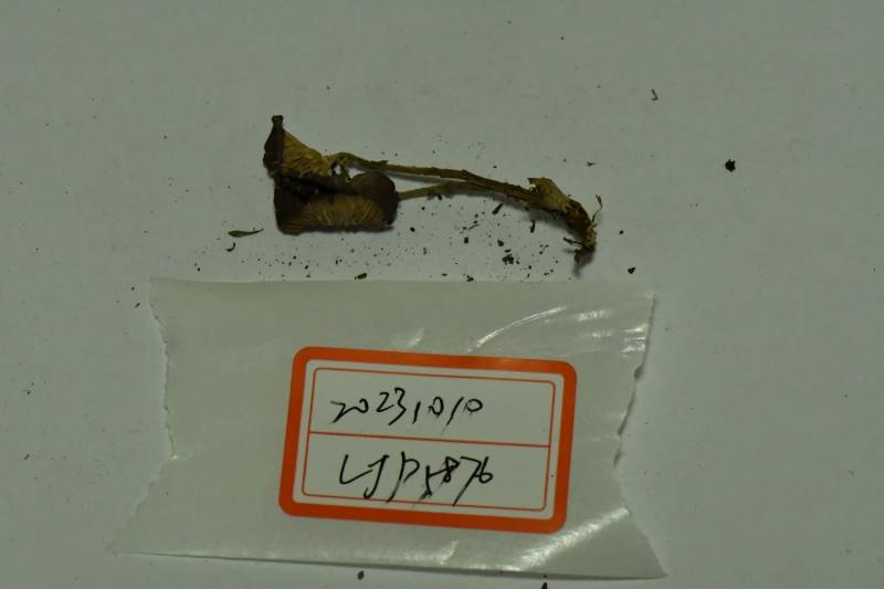 双型拟金钱菌