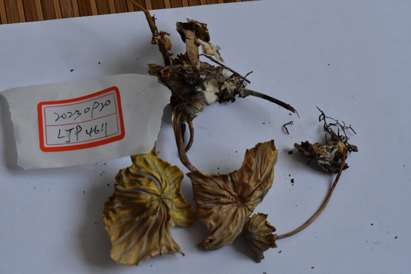 贝克拉小皮伞
