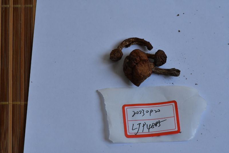 Agaricus sp