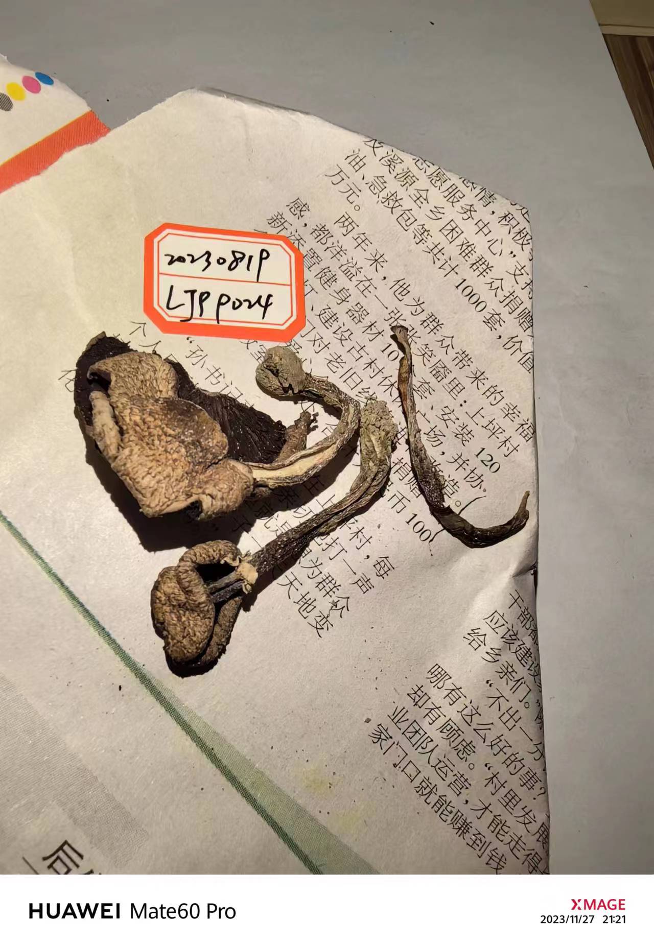 高柄蘑菇