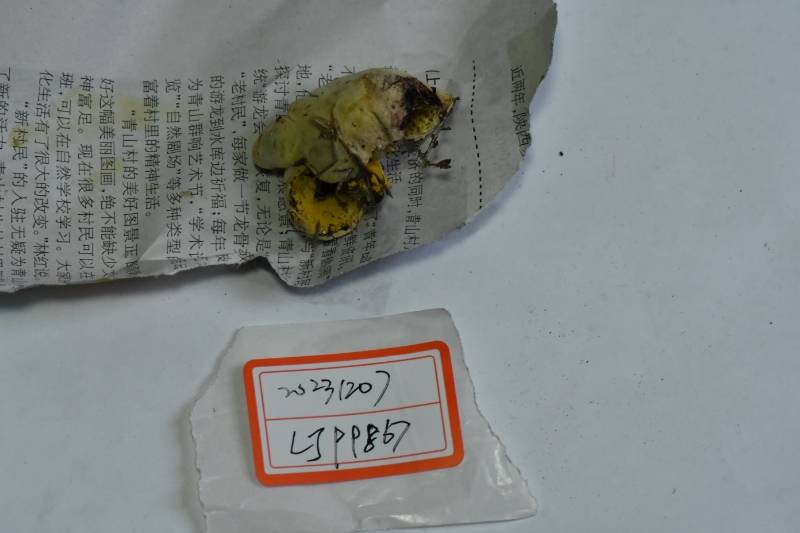 金孢寄生菌