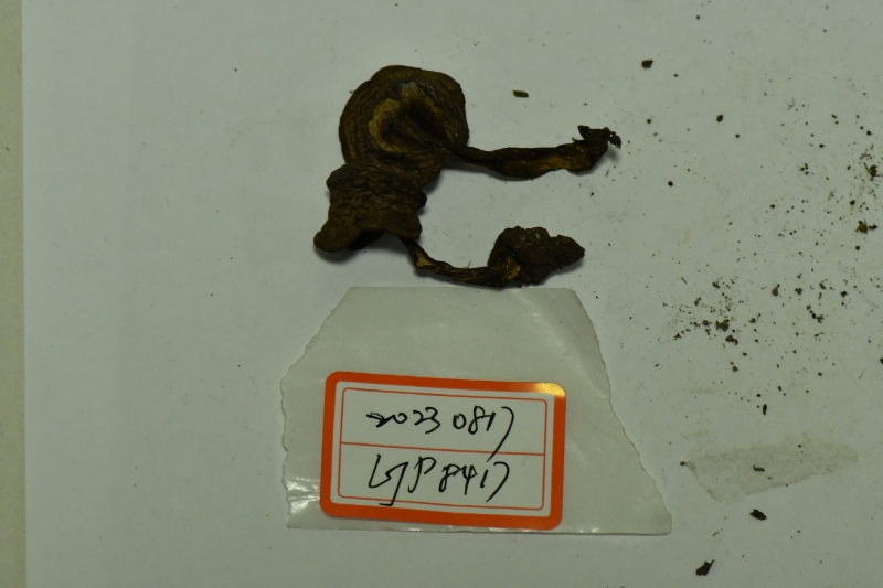 褐网柄牛肝菌