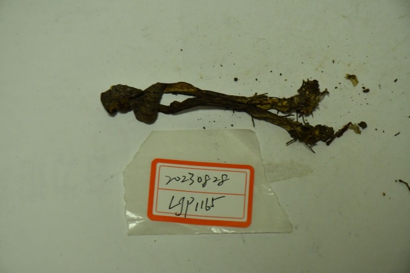 褐网柄牛肝菌