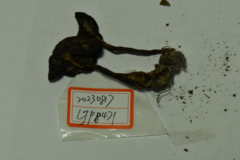 褐网柄牛肝菌