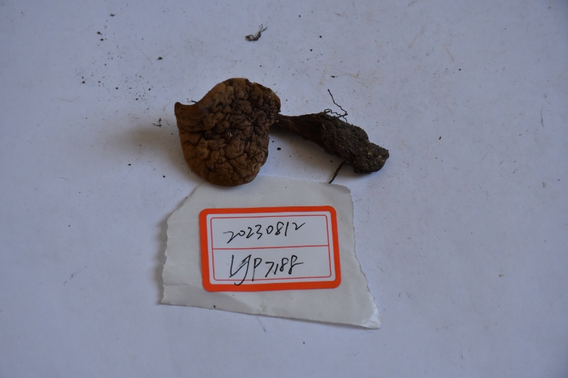 密点新牛肝菌（暂定）