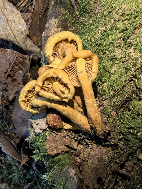 标本图片