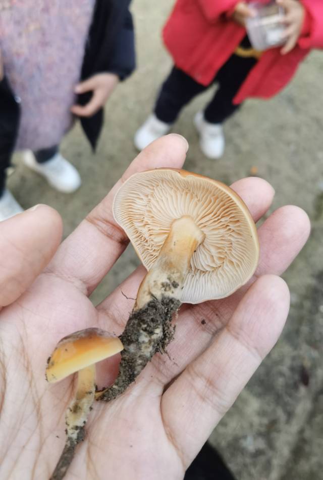 标本图片