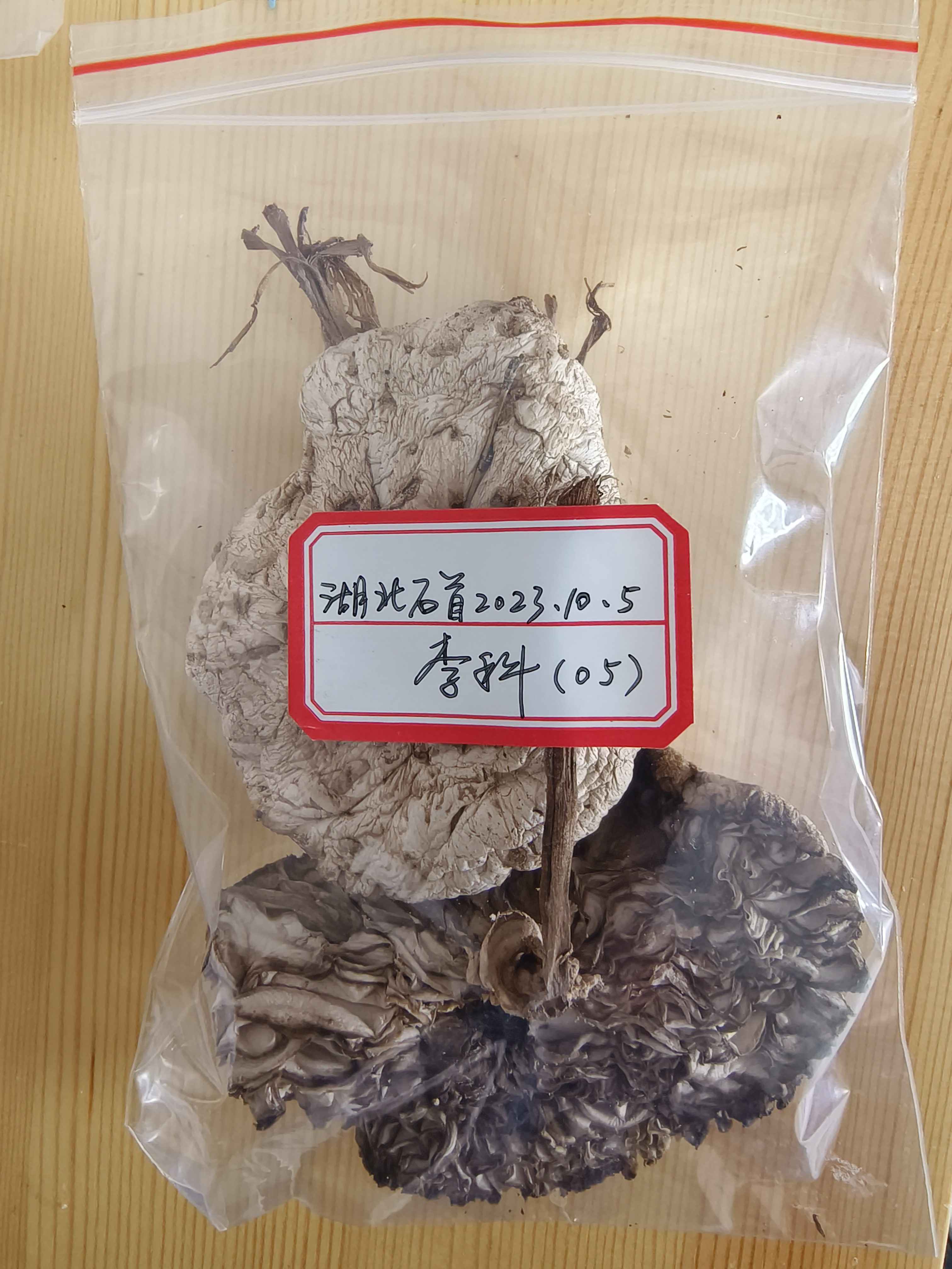 标本图片