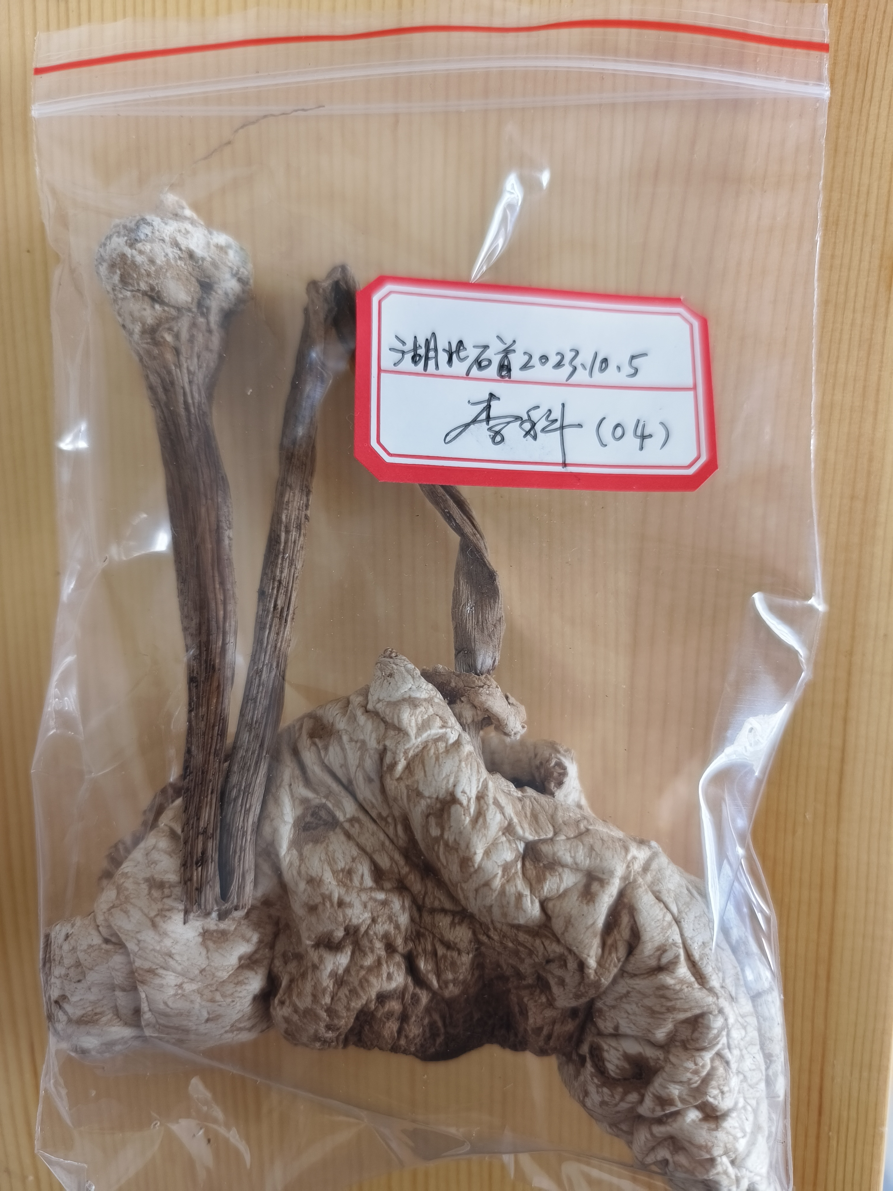 标本图片