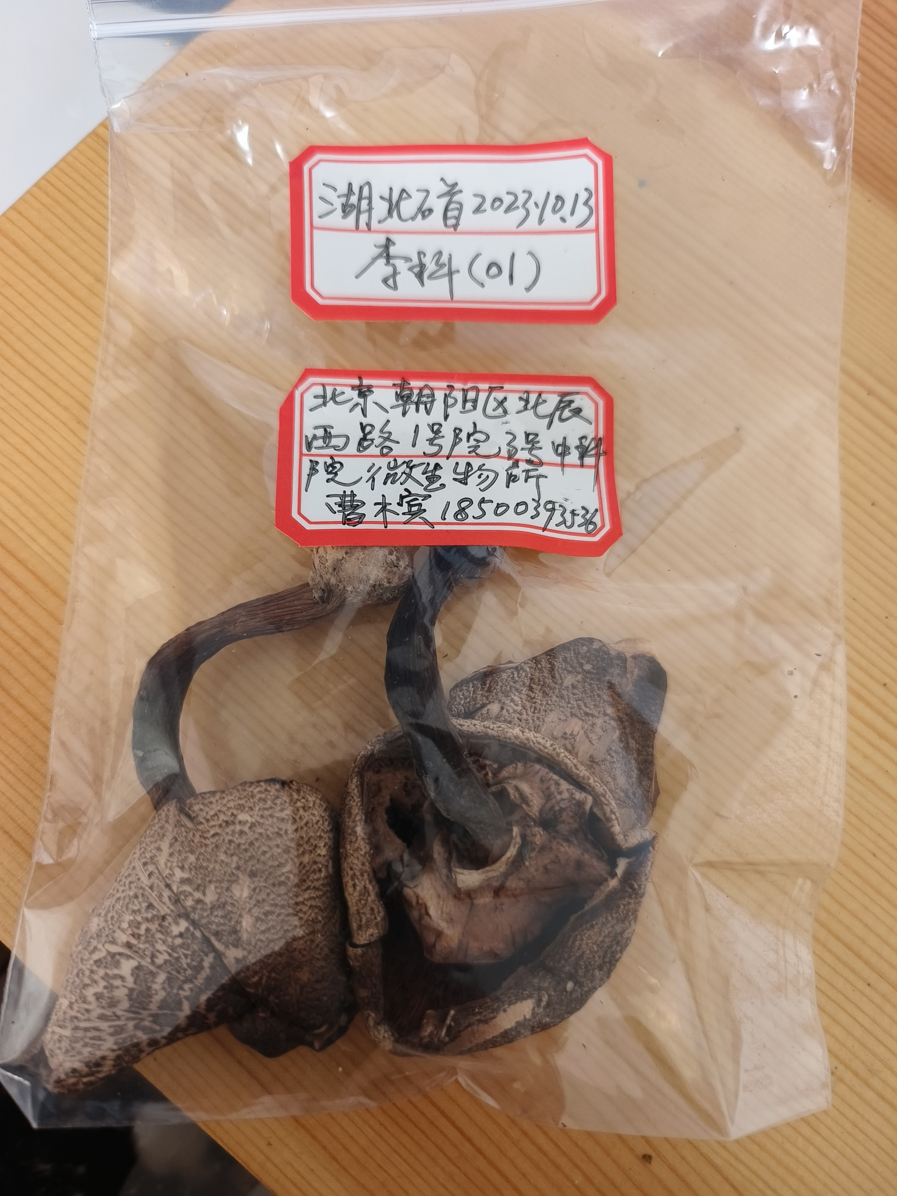 标本图片