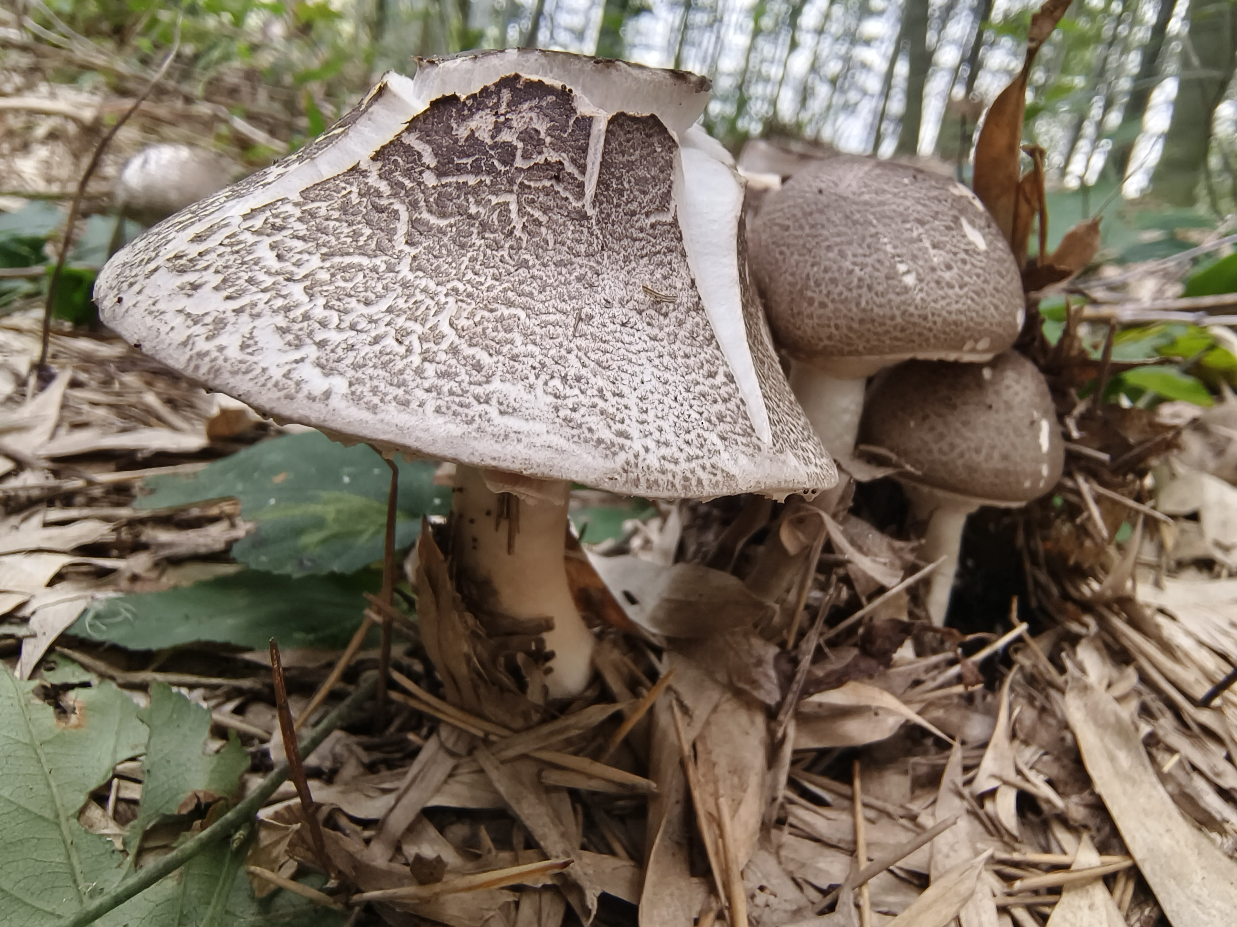 大理蘑菇