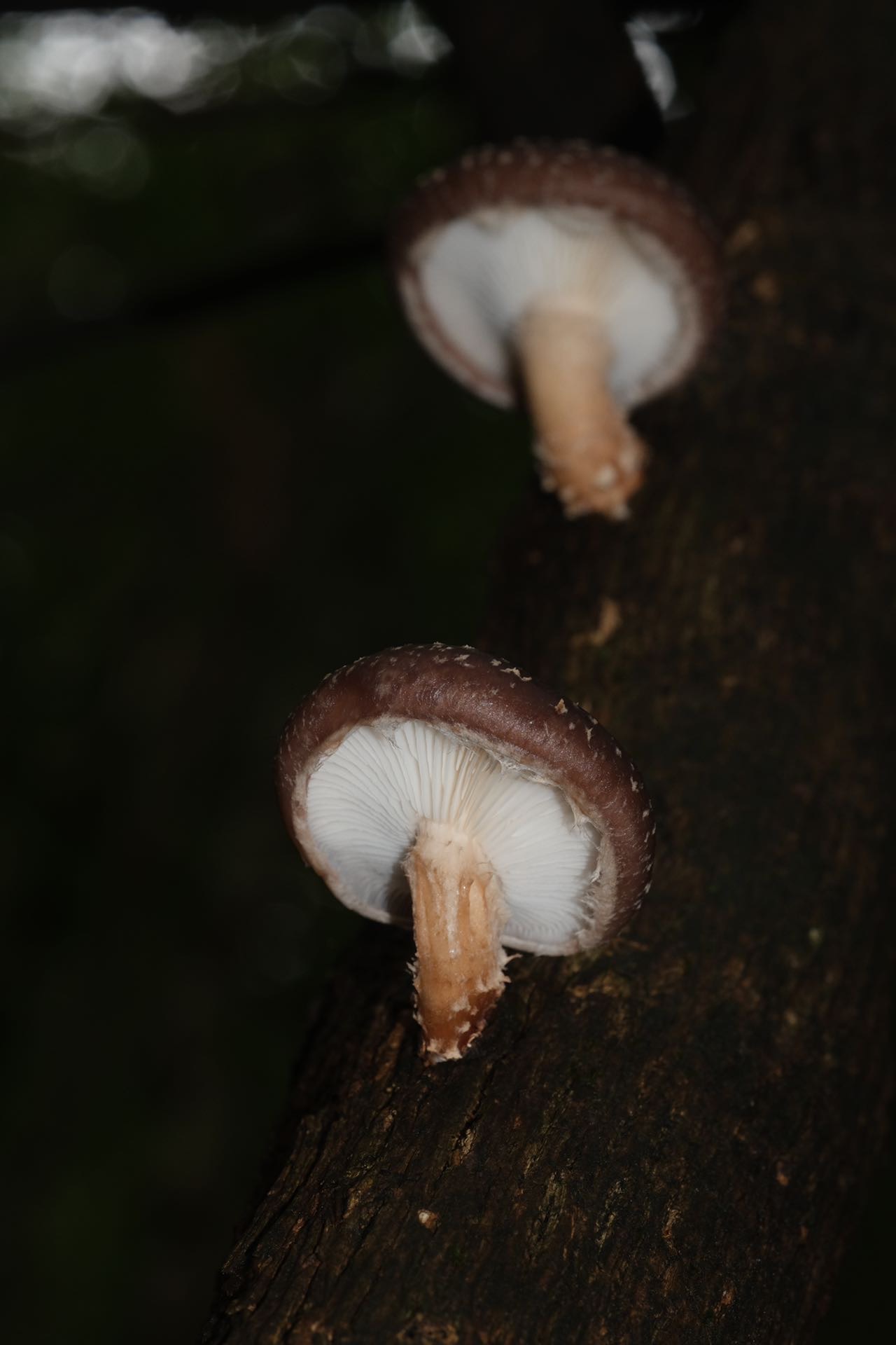 香菇