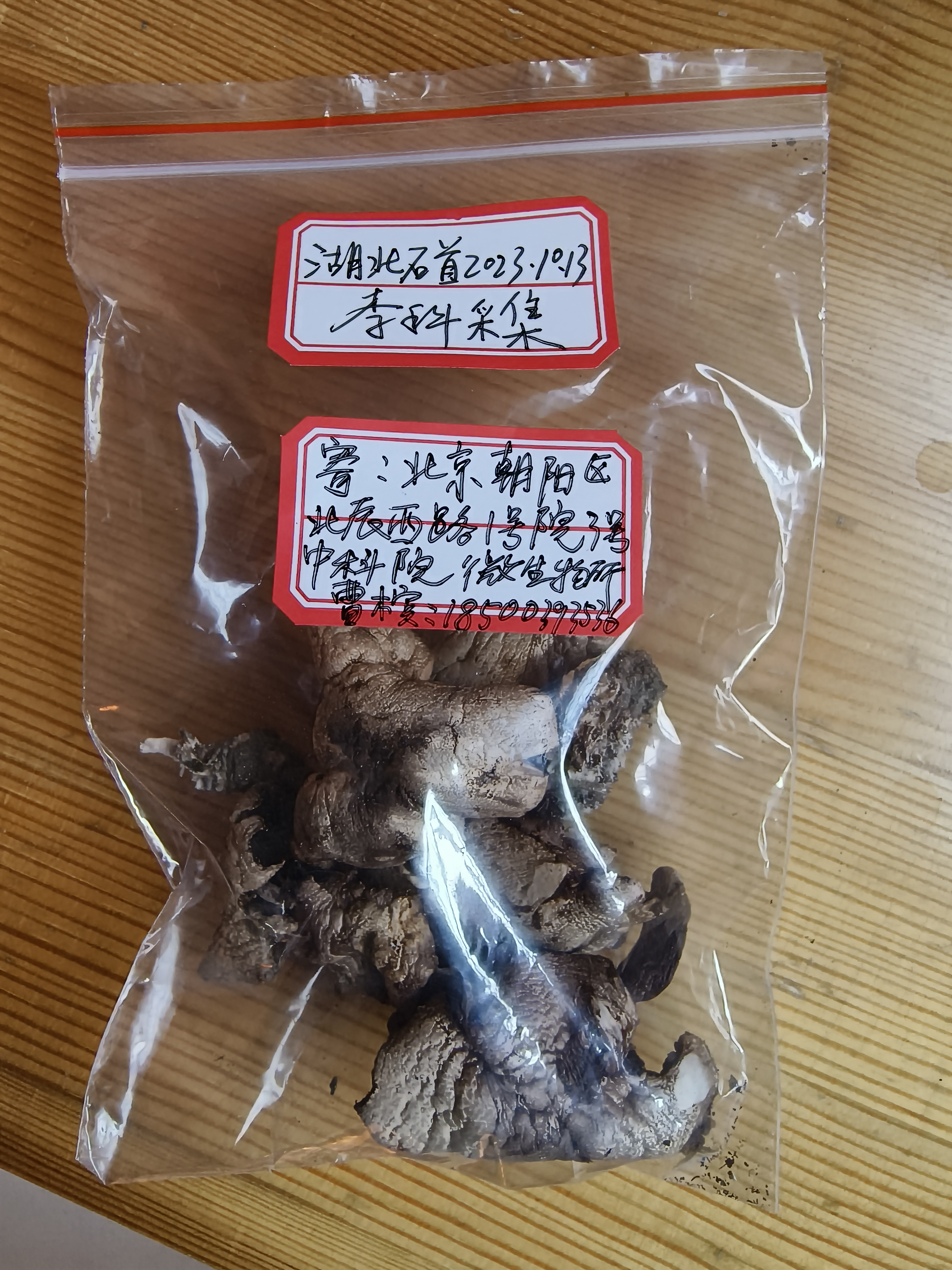 标本图片
